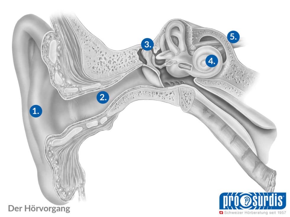 Wie Wir Hören Die Experten Für Besseres Hören In Der Schweiz