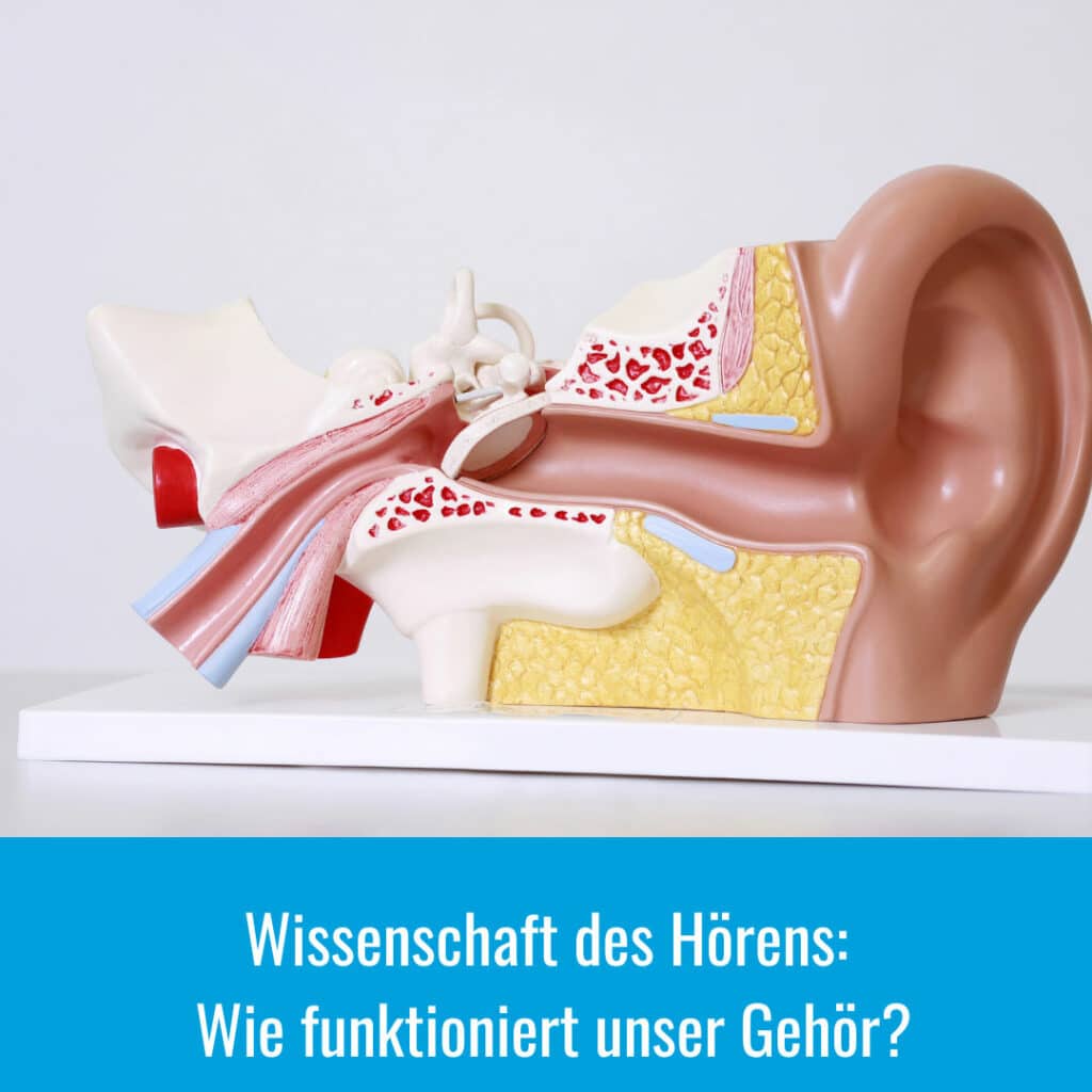 Die Wissenschaft des Hörens- Wie funktioniert unser Gehör?